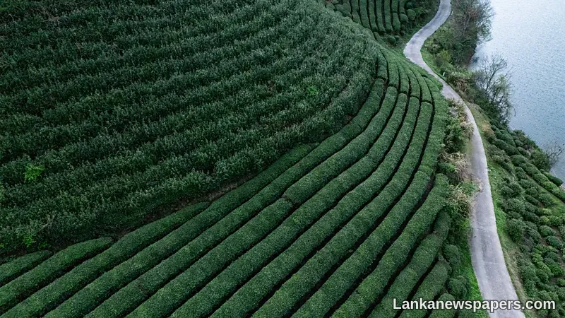 On the hunt for China’s most famous green tea