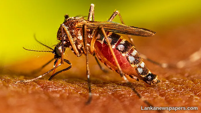 Dengue on the rise