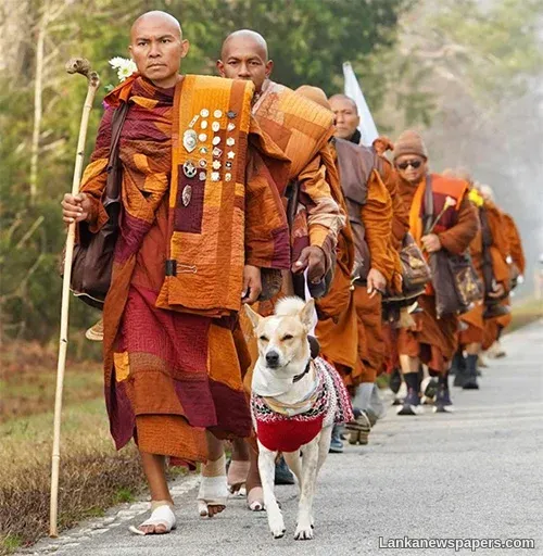 Lanka faces crisis of conscience over fate of animals: Call for compassion, law reform, and ethical responsibility
