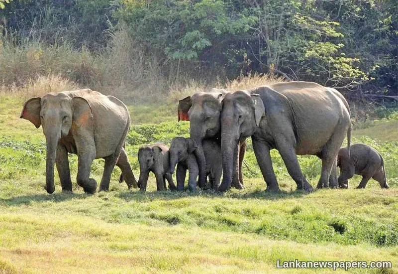 H’tota elephant management reserve essential to halt ecological destruction and rising human-elephant conflict – Minister Patabendi