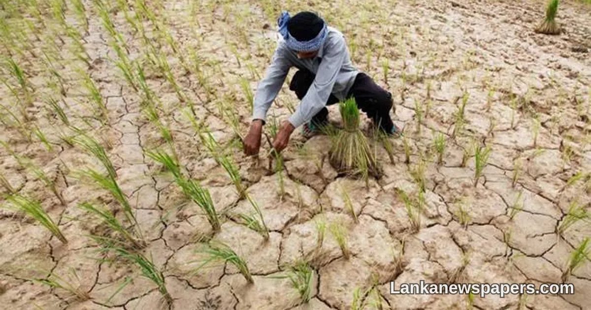 Thousands of Acres of Paddy Land Ravaged by Drought as Government Pledges Swift Compensation for Farmers