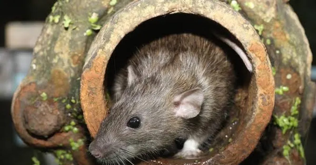 Sri Lanka Health Inspectors Sound Alarm Over Surge in Rat Fever Risk - Lanka Newspapers