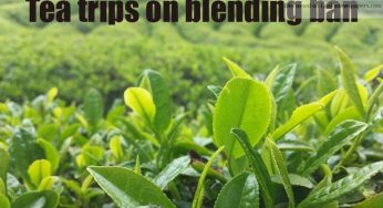 Tea trips on blending ban