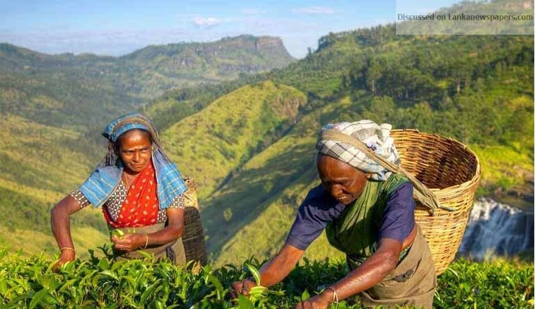 tea in sri lankan news