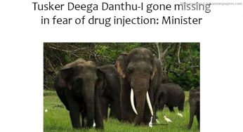 Tusker Deega Danthu-I gone missing in fear of drug injection: Minister