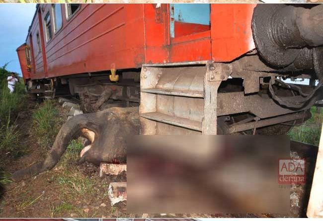 1538886752 Three more elephants killed in collision with train B in sri lankan news