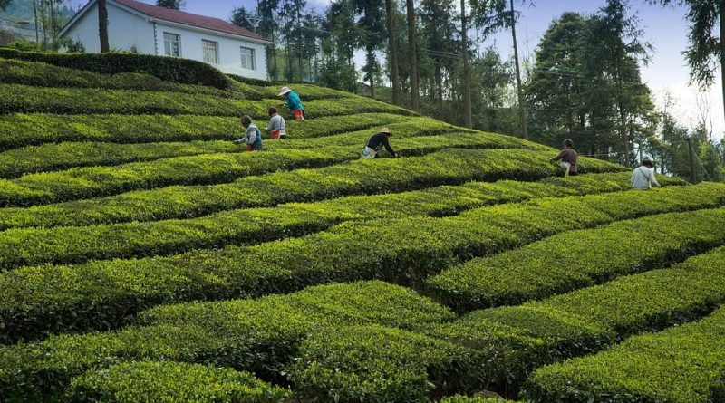 tea garden 2221915 960 720 in sri lankan news