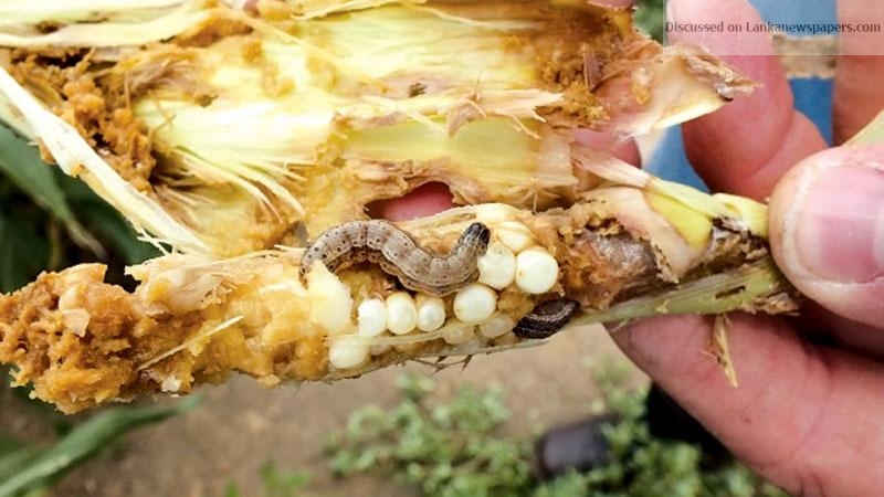 Beware the Fall Army Worm
