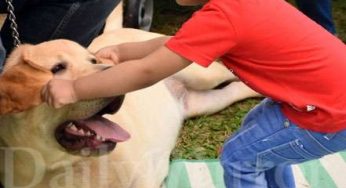 All Breeds Championship Dog show