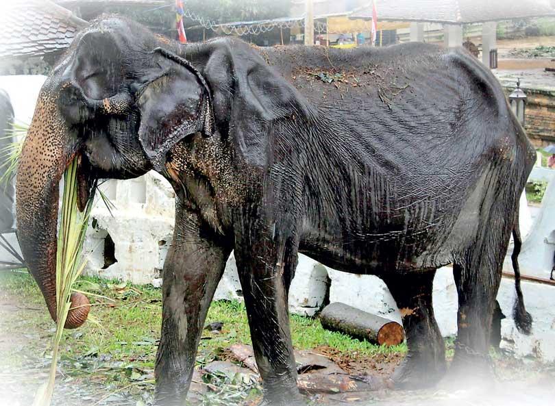 Captive elephants and the way forward As Tikiri continues to live..