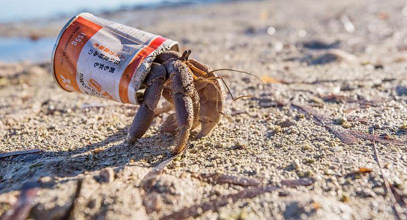 Hermit crabs in danger
