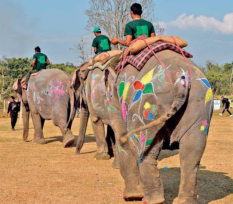 Elephant Festival