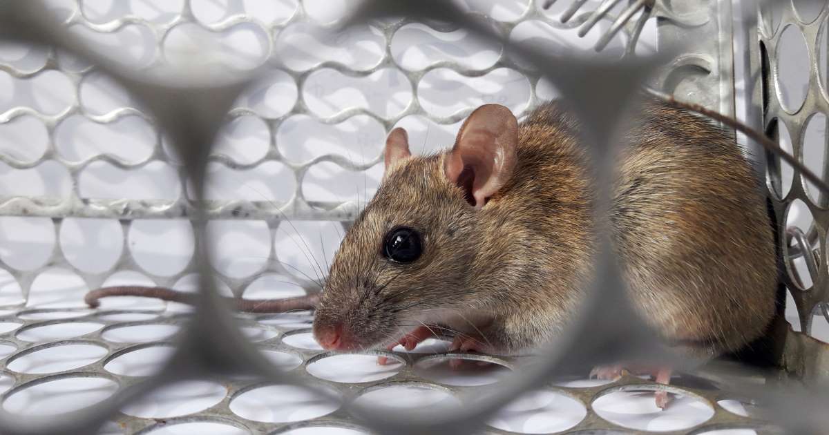Hantavirus kills man in China; but it’s not a new virus