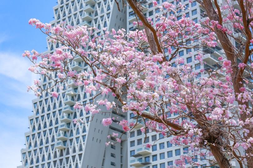 Colombo blossoms