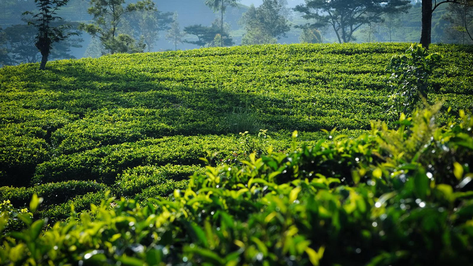 SL to reposition exports to meet new market conditions resulting from COVID-19 crisis
