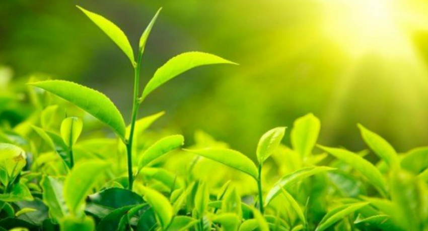 Tea sales average hits all-time high in April 2020