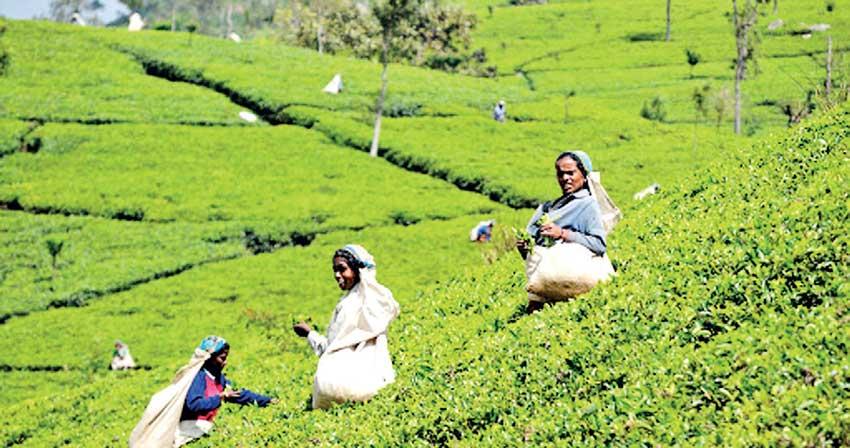 Tea industry urges sector players to maintain end product quality