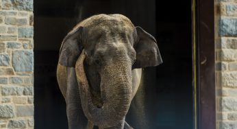 LNP-Female Asian Elephant Dies at Smithsonian’s National Zoo
