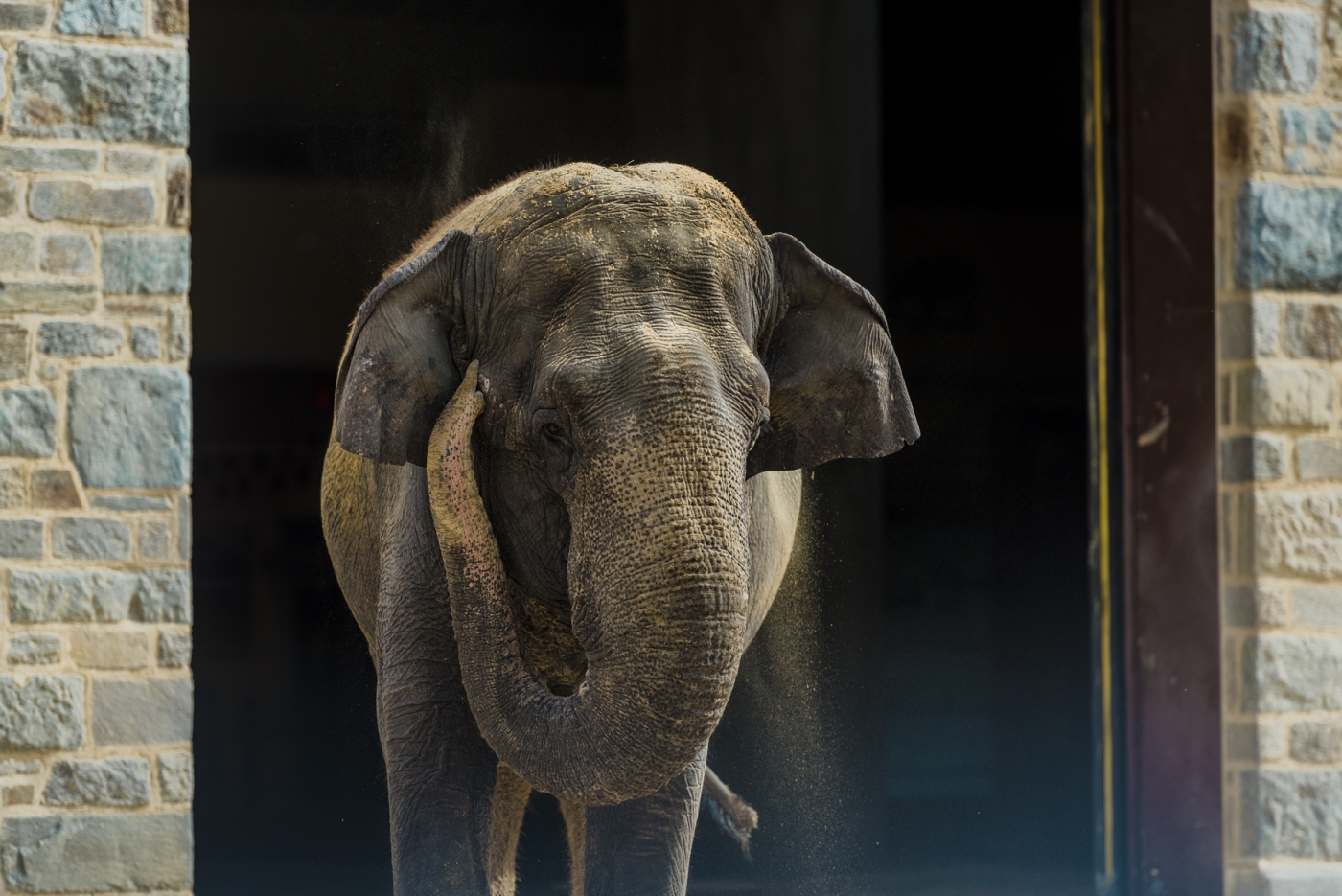 LNP-Female Asian Elephant Dies at Smithsonian’s National Zoo