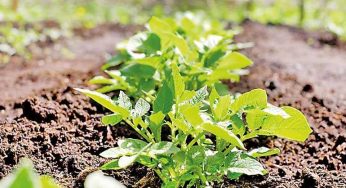 LNP – PPP to boost organic agriculture in Mahaweli