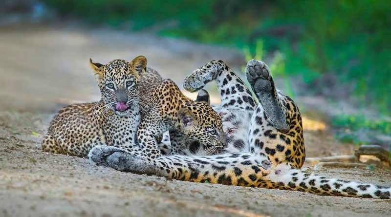 Ema YF19 with her cubs Gayan amila pushpakumara 1200x592 in sri lankan news