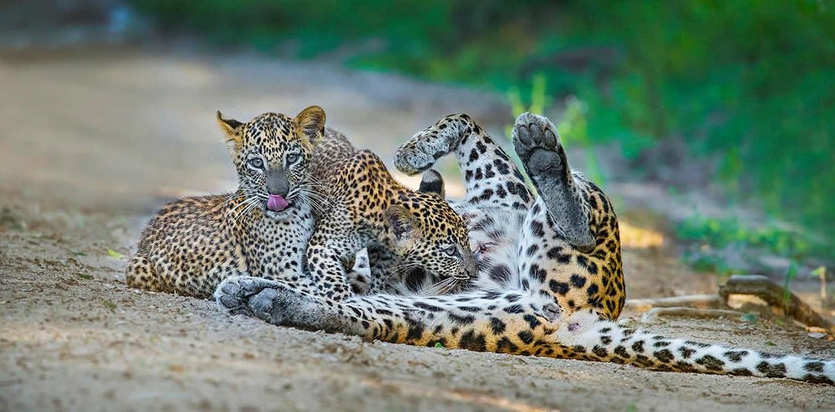 LNP – Brutus or Caesar? Now visitors can identify individual leopards at Sri Lanka park