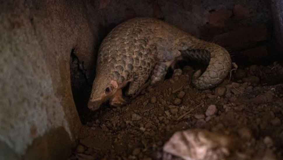 LNP – Coronavirus: Vietnam bans wildlife trade over pandemic risk