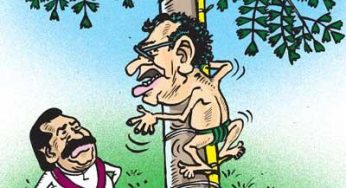 LNP – Big trees had turned into grass