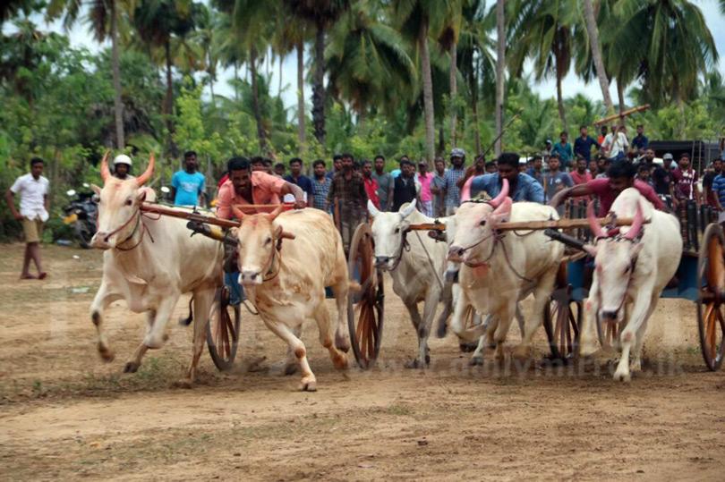 LNP – Cattle race to condemn slaughter