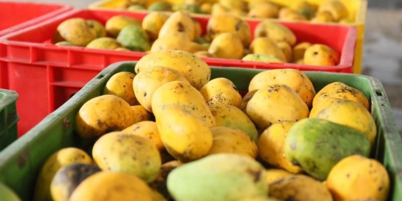 Mangoes SriLanka in sri lankan news