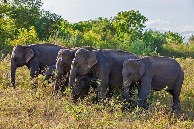 1618228954 Gazette issued establishing Hambantota Managed Elephant Reserve B in sri lankan news