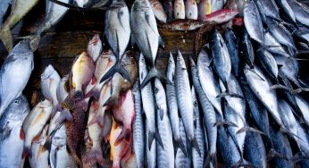 LNP – Don’t panic to consume fish: Govt.