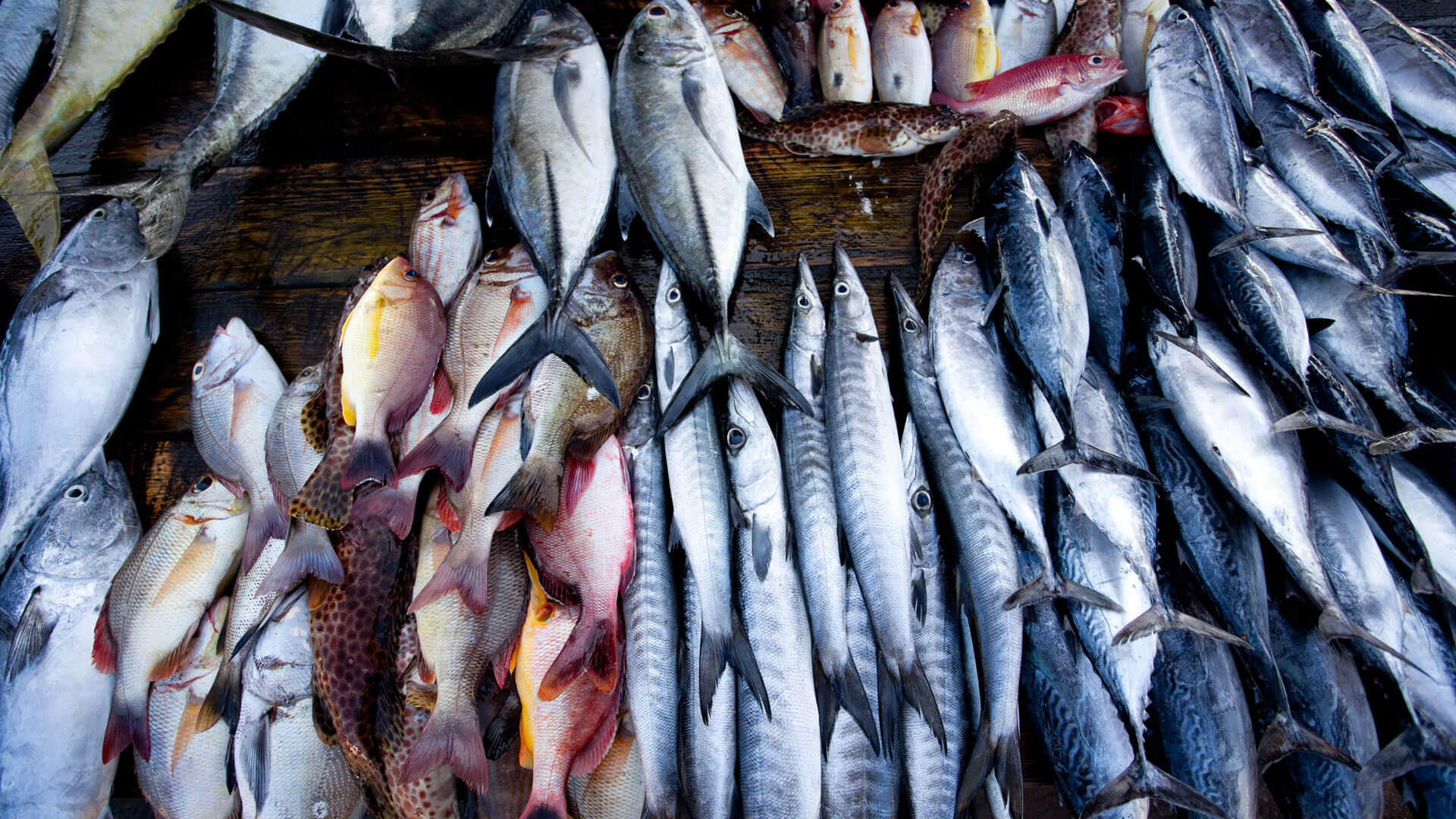 LNP - Don’t panic to consume fish: Govt. - Sri Lanka News Papers - News