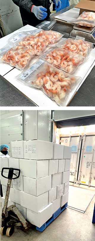 LNP – Sri Lanka Vannamei prawns capture Jordanian market