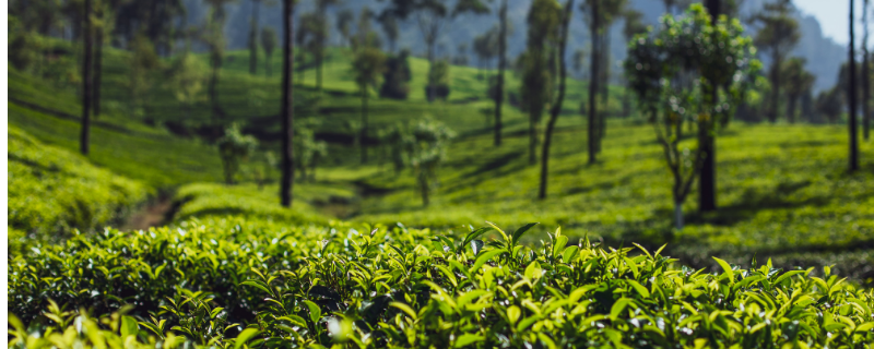 LNP – PA urges all stakeholders to work towards a fair deal for Ceylon Tea