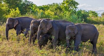 LNP – CA suspends registration of elephants