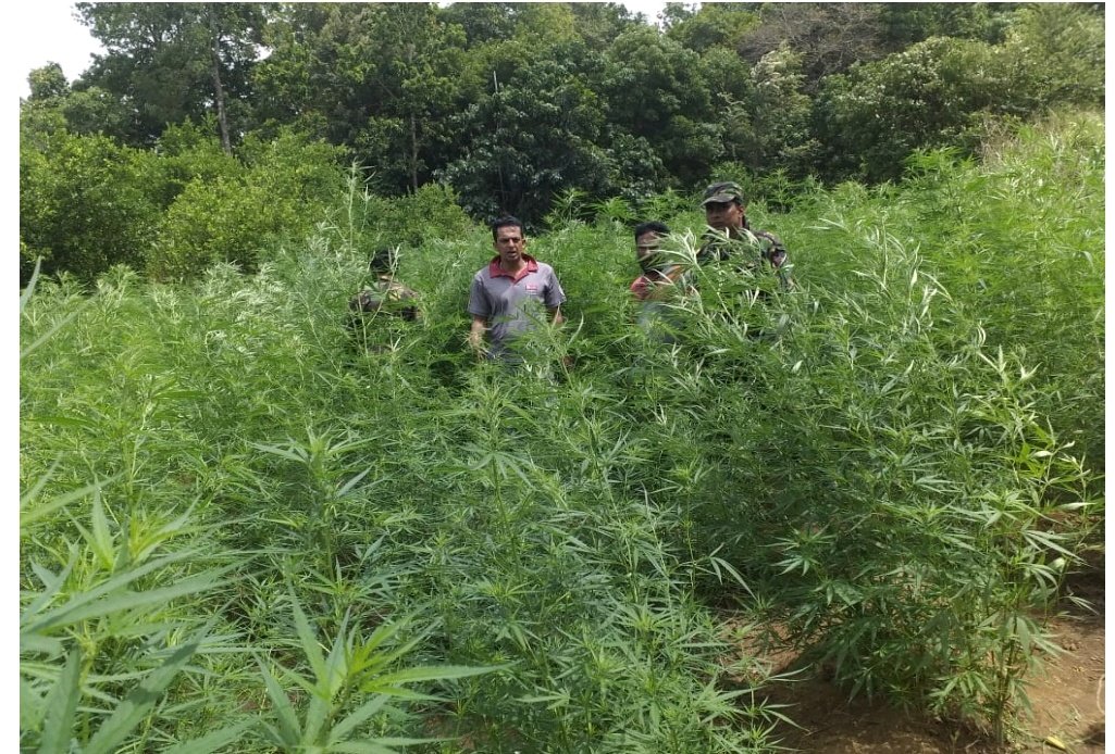 LNP – Growing and export of ganja to be legalised