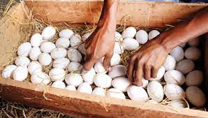 eggs in sri lankan news
