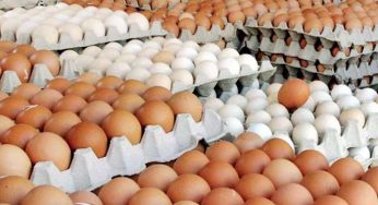 LNP – Sufficient stocks of eggs to meet market demand