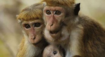 LNP – Govt ready to resume discussion on exporting Toque monkeys: Minister