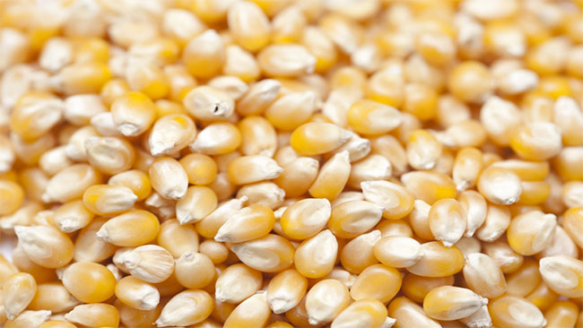 1748936868 Maize in sri lankan news