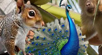 LNP – National Animal Census report released