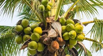 LNP – Jaffna to lead first phase of coconut pest eradication program