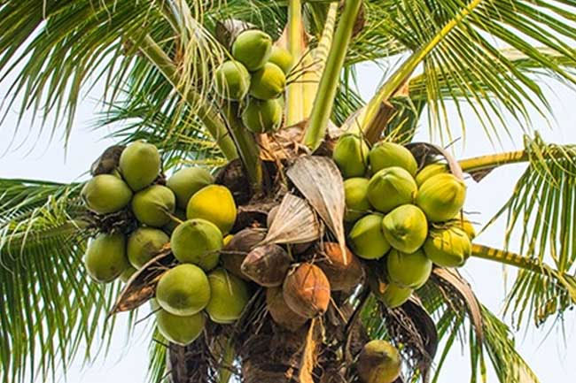 1750650562 coconut 6 in sri lankan news