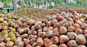 LNP – Coconut harvest to drop further this year, imports to continue