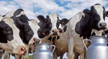LNP – MR, Maithri, Ranil, Basil, others involved in USD 110 million cattle import scam: MP
