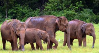 LNP – Govt to establish wildlife hospital and mobile unit for elephant care