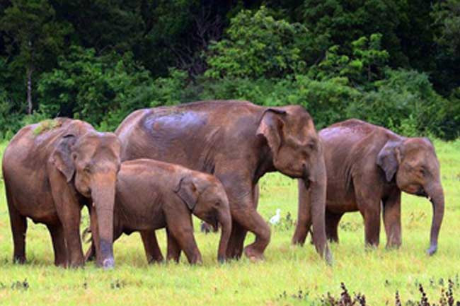 1751810201 WILD ELEPHANTS in sri lankan news
